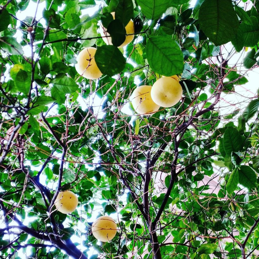 Pomelo tree on campus